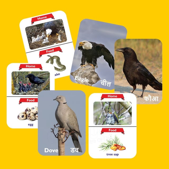 Clapjoy Brids Flash Card For Kids Of Age 2 Years And Above